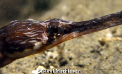 Great Pipefish. by Paal Mathiesen 